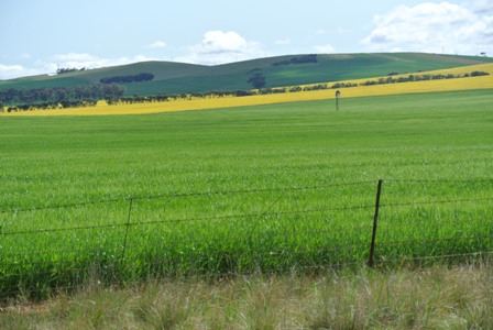 Barley in forground with canola at the back