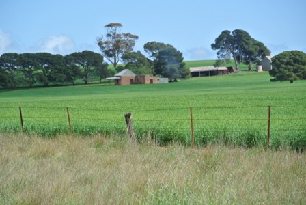 Barley Mid North SA